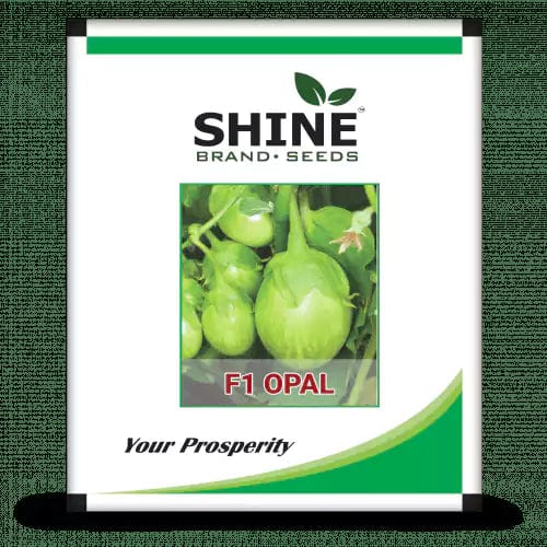 Shine Brand Seeds F1 0pal Brinjal/ Began Seeds (10 Grams)